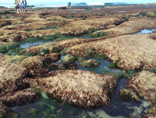 Rocky tidal pools with seaweed and grass, people exploring the shoreline in the background, waves in the distance.