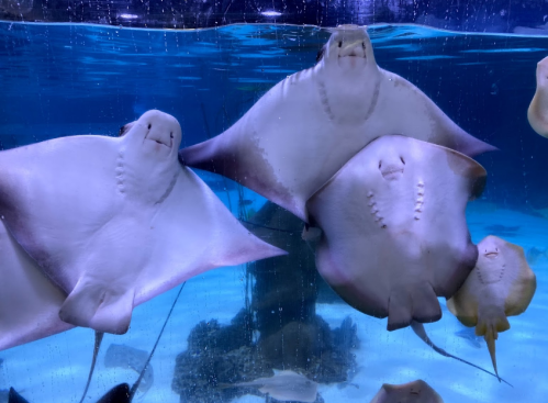 Four rays swimming gracefully in a clear aquarium, showcasing their smooth bodies and gentle expressions.