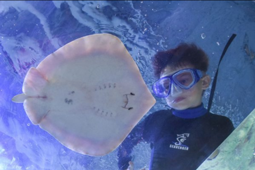 A child in snorkeling gear observes a stingray underwater, surrounded by clear blue water.