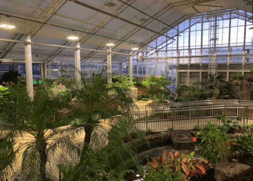 A spacious greenhouse filled with lush plants, featuring a rock formation and large glass windows.