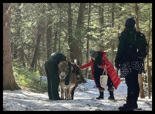 Two people interact with a donkey in a snowy forest, while a third person observes nearby. Sunlight filters through the trees.