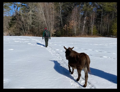 A person walks through snow with a donkey following in a winter landscape surrounded by trees.