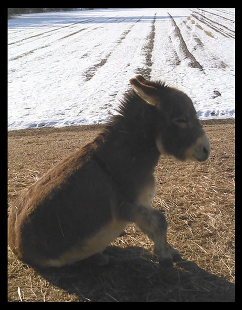 A donkey sitting on dry grass with a snowy field and plowed rows in the background.