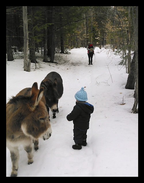 A child in a blue hat stands in the snow, observing two donkeys on a forest path, with a person in the background.