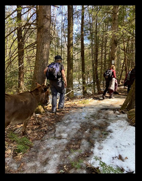 Hikers and a dog navigate a snowy trail through a forest on a sunny day.