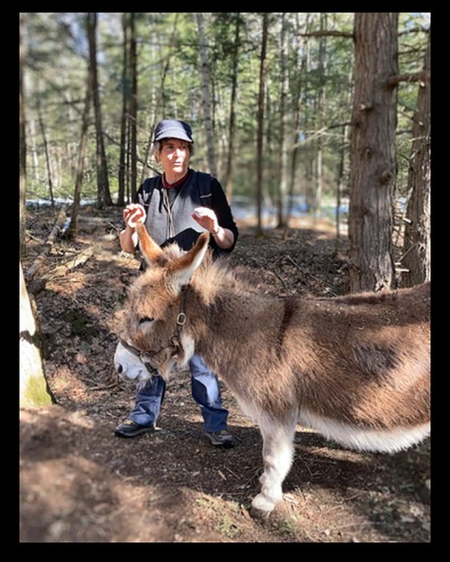A person in a hat stands beside a donkey in a wooded area, surrounded by trees and natural scenery.