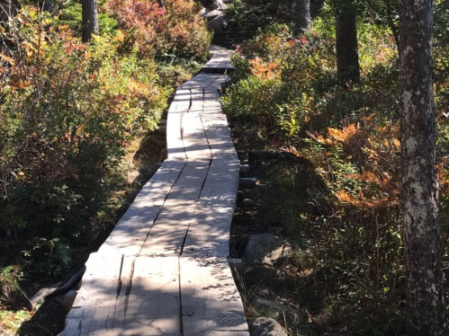 A wooden boardwalk winding through colorful foliage in a forested area.