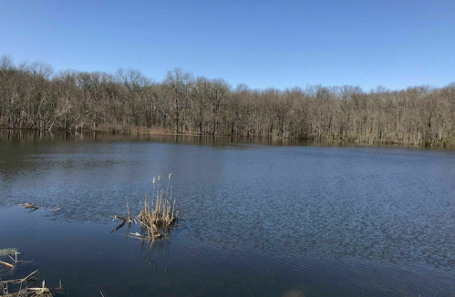 A calm lake surrounded by bare trees under a clear blue sky.