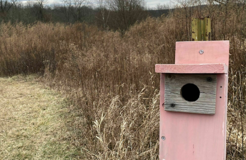 A pink birdhouse stands beside a grassy path, surrounded by tall, dry grasses and trees in the background.