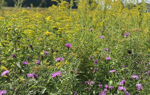 A vibrant field filled with yellow and purple wildflowers under a clear sky.