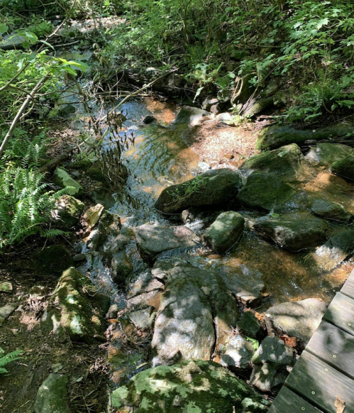 A serene stream flows over smooth rocks, surrounded by lush greenery and ferns in a peaceful forest setting.