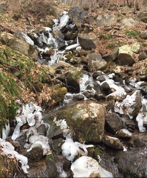 A rocky stream with flowing water and patches of ice, surrounded by dry leaves and forested terrain.