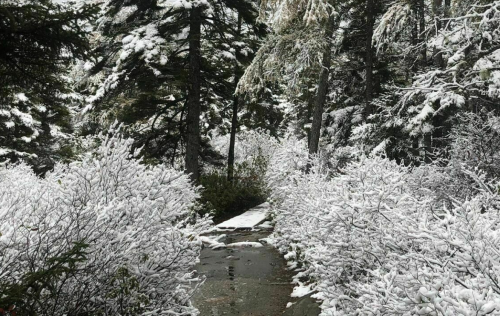 A snowy path winding through a forest, surrounded by snow-covered trees and bushes.