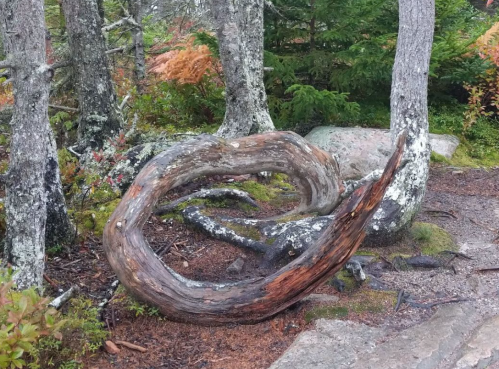 A twisted, weathered log rests on the ground among trees and foliage in a forested area.