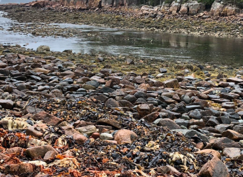 Rocky shoreline with seaweed and tidal pools, surrounded by cliffs and calm water.
