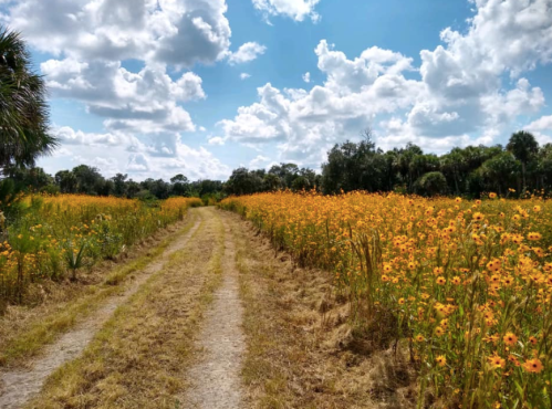 A dirt path winds through a vibrant field of yellow flowers under a blue sky with fluffy clouds.