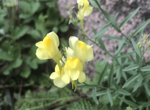 Close-up of delicate yellow flowers with green leaves, growing near a rocky surface.