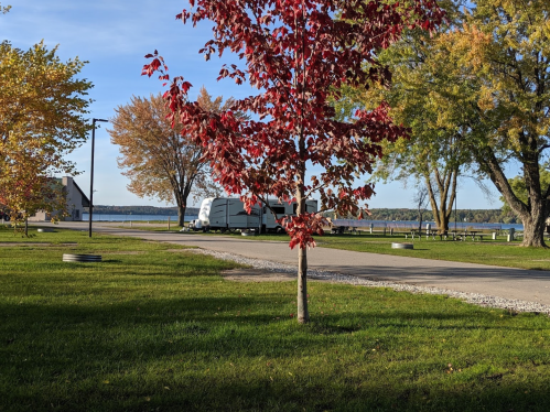 A vibrant red tree stands in a grassy area near a road, with an RV parked by a lake and colorful trees in the background.