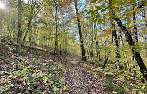 A serene forest path lined with trees, showcasing vibrant autumn foliage and a carpet of fallen leaves.