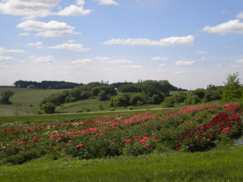 A vibrant field of blooming flowers in the foreground, with rolling green hills and a blue sky in the background.