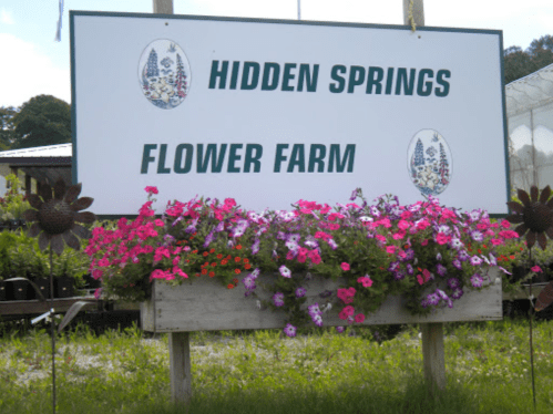 Sign for "Hidden Springs Flower Farm" with colorful flowers in a planter below.