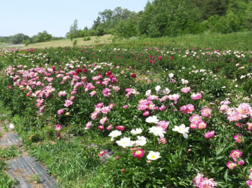 A vibrant field of blooming peonies in various shades of pink and white, surrounded by lush greenery.