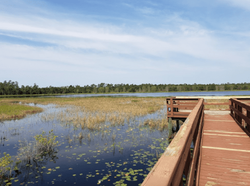 A wooden boardwalk extends over a calm lake surrounded by lush greenery and tall grasses under a clear blue sky.