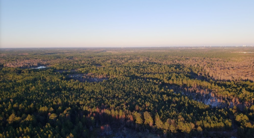 Aerial view of a vast forest landscape with dense green trees under a clear blue sky.
