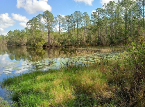 A serene lake surrounded by tall trees and lush greenery, with lily pads floating on the water's surface.