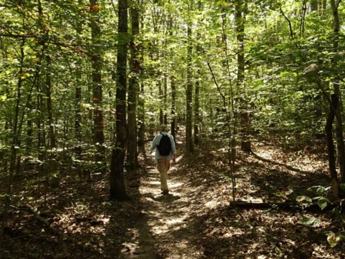 A person walks along a dirt path through a lush, green forest filled with trees and sunlight.