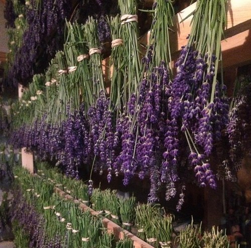 Bunches of dried lavender hanging on wooden shelves, creating a vibrant display of purple hues.