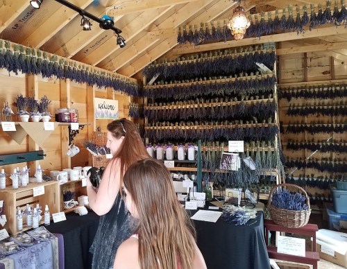 A rustic shop interior filled with dried lavender, products, and two women browsing among the displays.