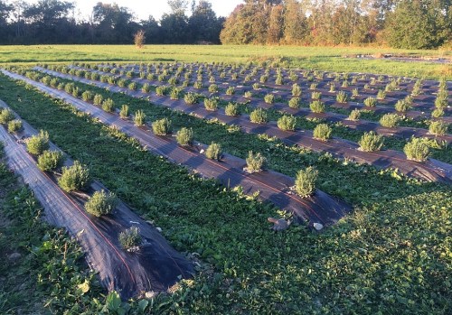 Rows of green plants growing in a field, covered with black plastic mulch, surrounded by grass and trees in the background.