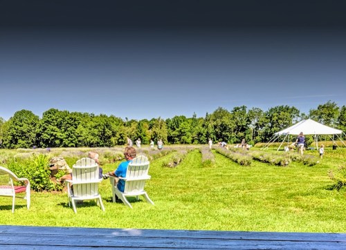 Two people sit in chairs overlooking a lavender field with visitors and a tent in the background on a sunny day.