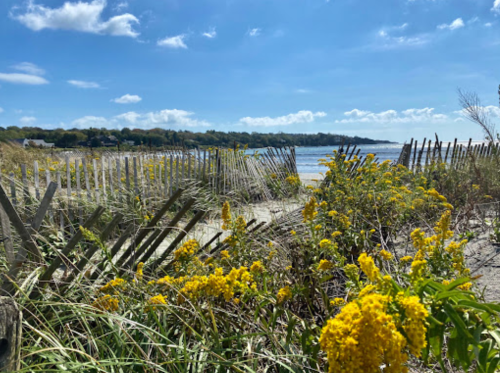 A sandy beach scene with yellow flowers and wooden fencing under a bright blue sky with scattered clouds.