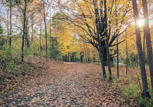 A serene path through a forest, lined with trees displaying vibrant autumn leaves and a soft sunlight glow.