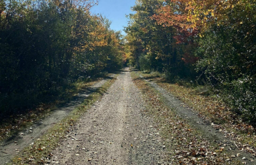 A dirt path lined with trees displaying autumn foliage under a clear blue sky.