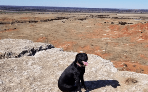 A black dog sits on a rocky ledge, overlooking a vast, dry landscape with distant hills and clear blue skies.