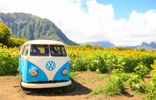 A vintage blue and white Volkswagen van parked in a sunflower field with mountains in the background.