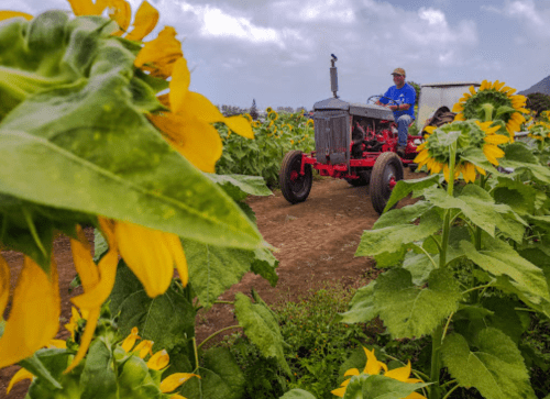 A farmer drives a vintage tractor through a field of tall sunflowers under a cloudy sky.