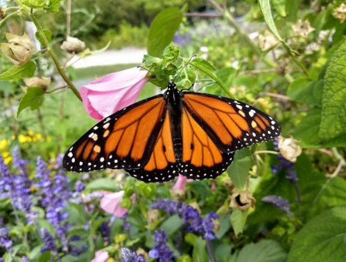 A vibrant orange and black monarch butterfly perched on a pink flower amidst green leaves and purple blooms.