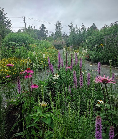 A lush garden filled with colorful flowers, including pink and purple blooms, under a cloudy sky.