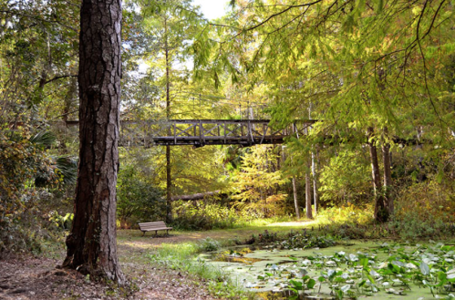 A serene forest scene featuring a wooden bridge over a pond, surrounded by lush greenery and a bench nearby.