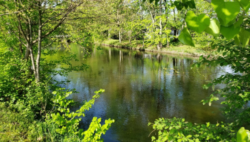 A serene river surrounded by lush green trees and reflections on the water's surface.