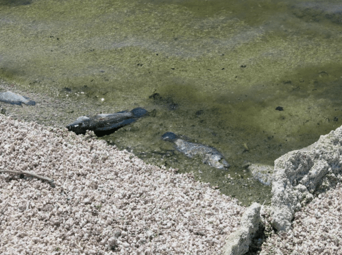 Several dead fish lie on the shore of a shallow water area, surrounded by sand and algae.