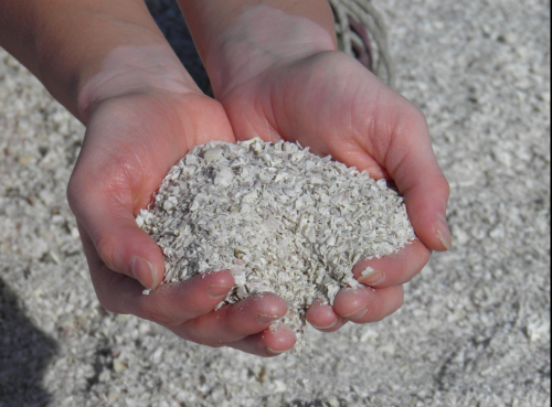 A pair of hands holding a mound of small, white shell fragments on a sandy surface.