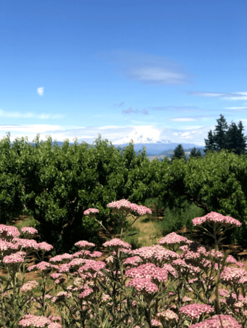 A scenic view of pink flowers in the foreground with lush green trees and a snow-capped mountain in the background.