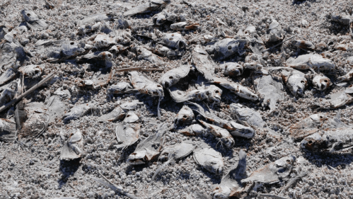 A large number of dried fish scattered on a sandy surface, surrounded by small debris and salt.