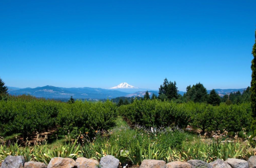 A scenic view of a lush orchard with mountains in the background under a clear blue sky.