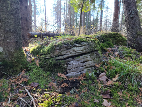 A moss-covered rock surrounded by ferns and trees in a sunlit forest.